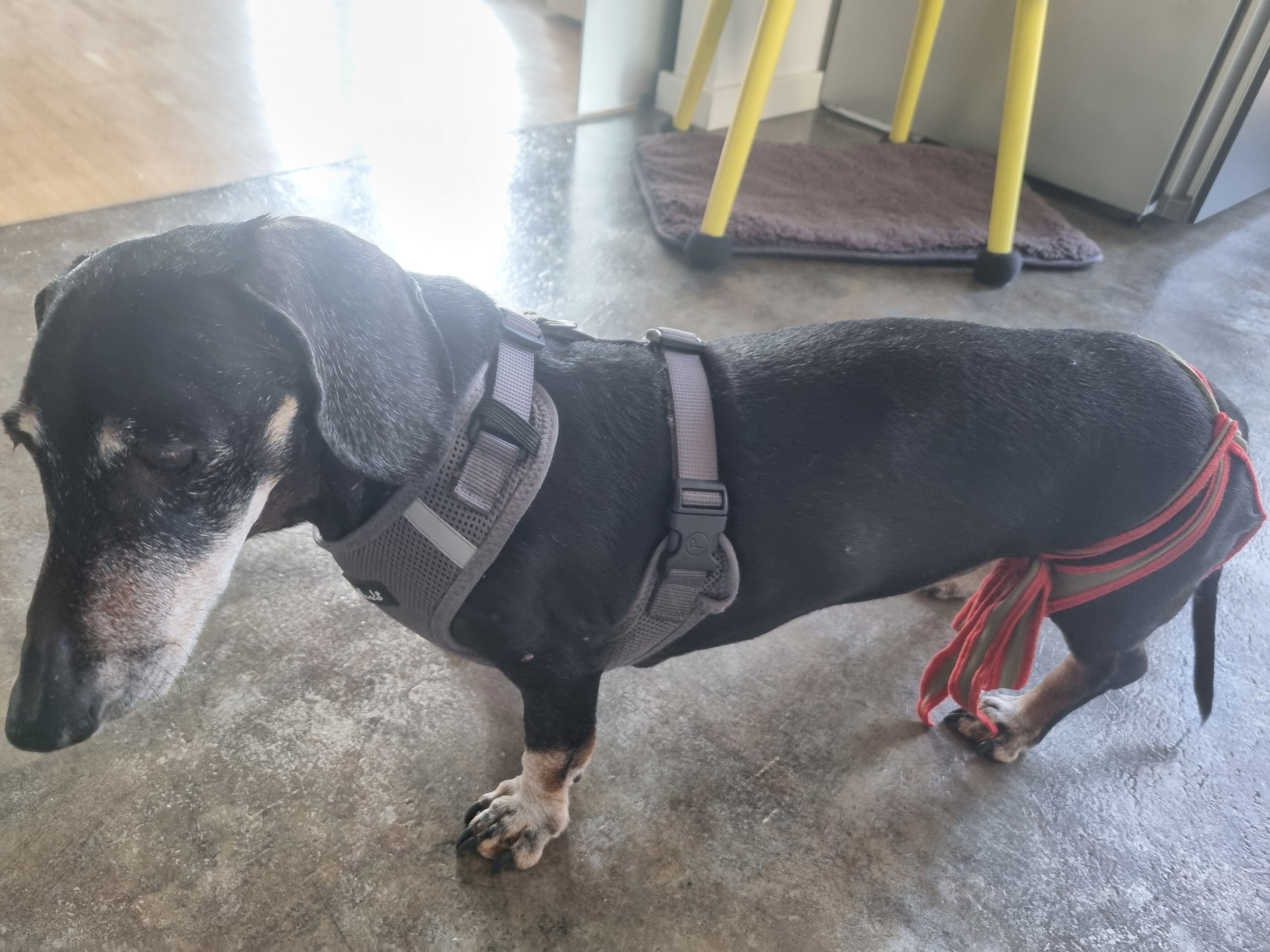 piccobello Hundewindel für Dackel Hündin piccobello Hundewindel an Dackel Hündin