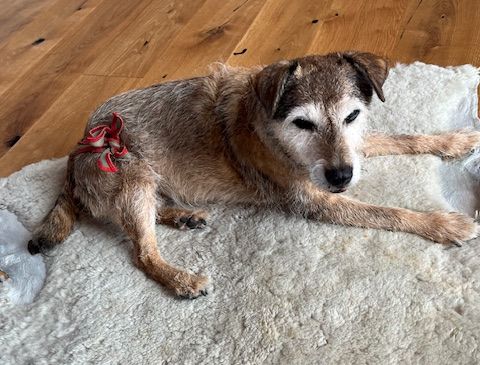 piccobello Hundewindel an kleiner Hündin piccobello Hundewindel an kleiner Hündin