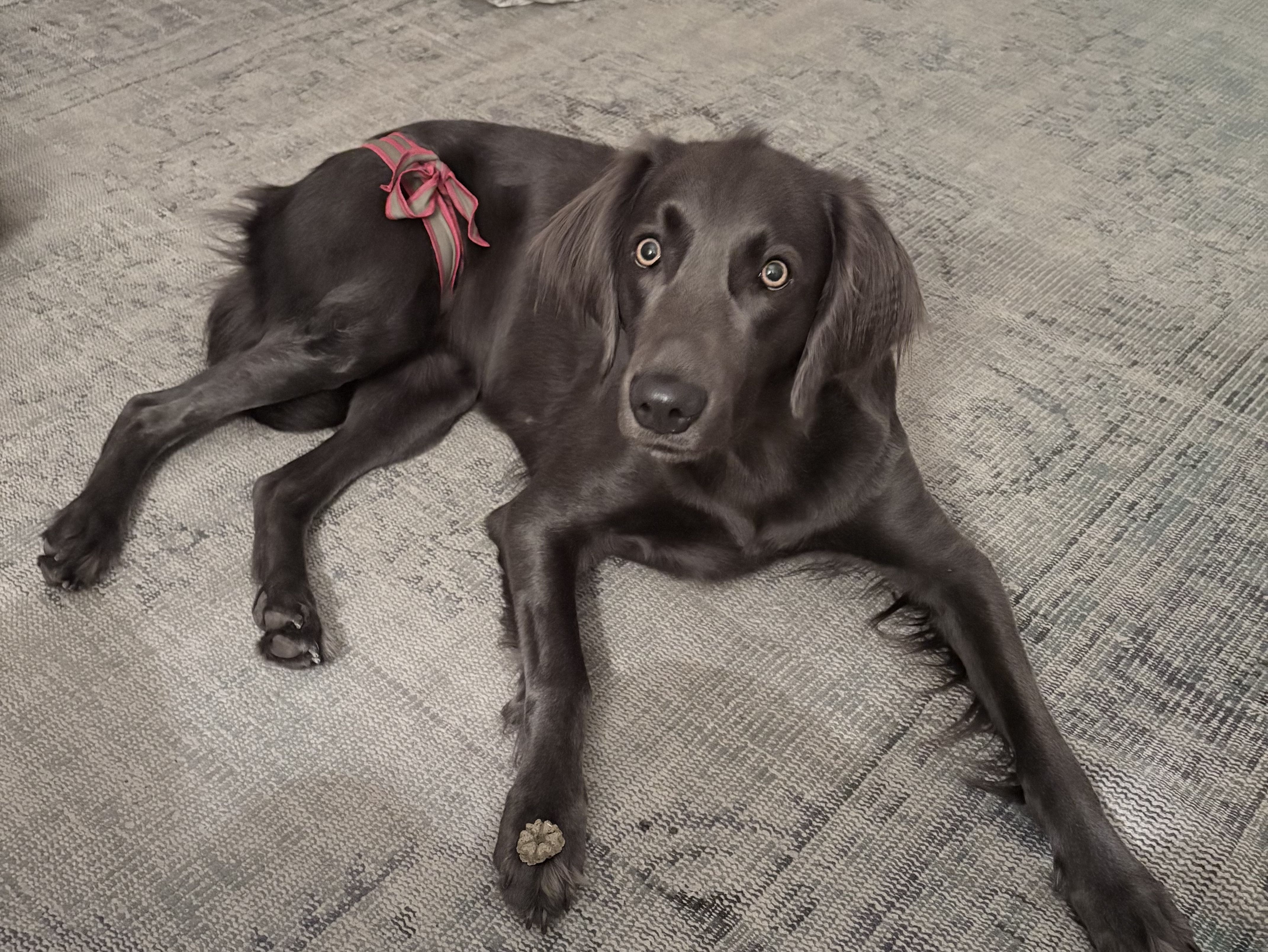 piccobello Hündinnenwindel bei Läufigkeit piccobello Hundewindel als Läufigkeitswindel für Hündin