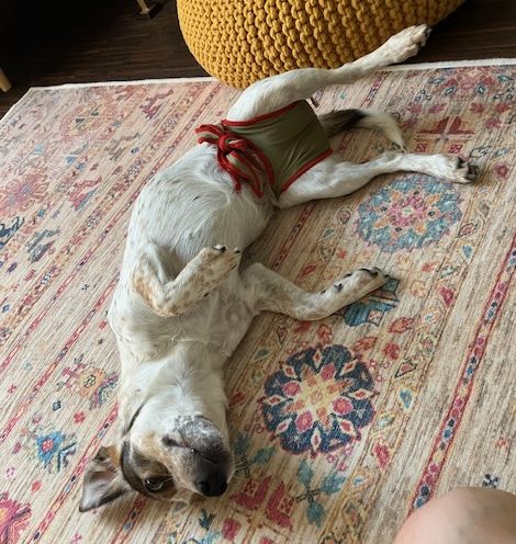 piccobello Hündinnenwindel bei Läufigkeit piccobello Hundewindel als Läufigkeitswindel für Hündin