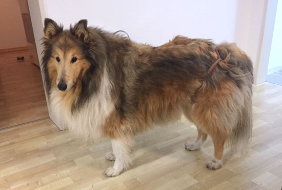 Collie Hündin Kira mit der Hundewindel für Hündinnen