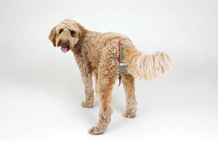 Hundewindel für Doodle Hündin Hundewindel für Doodle Hündin