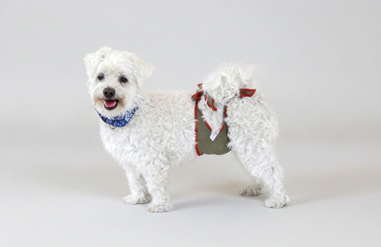 Hundewindeln für Malteser Rüden Hundewindeln XS für Malteser Rüden