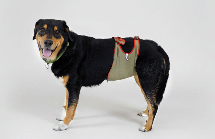 Hundewindeln / Rüdenwindel für Appenzeller Rüden Hundewindeln / Rüdenwindel für Appenzeller Rüden