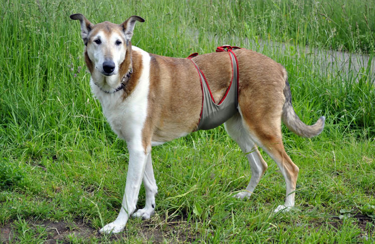 Hundewindeln / Rüdenwindel für Kurzhaarcollie Rüden