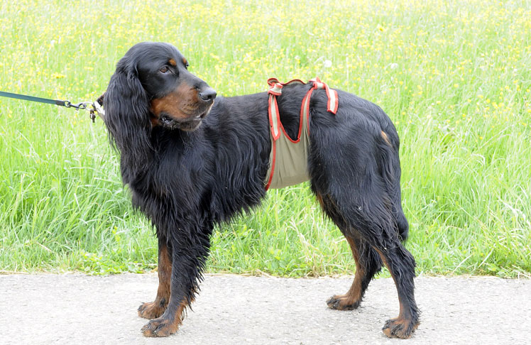 Rüdenwindel für Gordon Setter Rüden