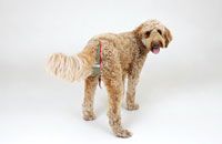 Hundewindel für Doodle Hündin