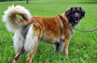Hundewindel für Leonberger Hündin
