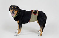 Hundewindeln / Rüdenwindel für Appenzeller Rüden