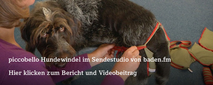 piccobello Hundewindel im Sendestudio von baden.fm - Der Beitrag