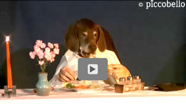 Video Marieles Dinner auf Youtube - von piccobello Hundewindel