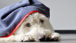 Hundehandtuch Hundehandtuch