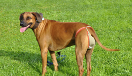 Über die Hundewindel für Hündinnen