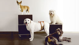 Hundewindeln im Vergleich