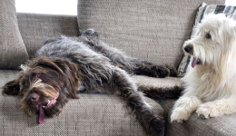 Läufigkeit bei der Hündin