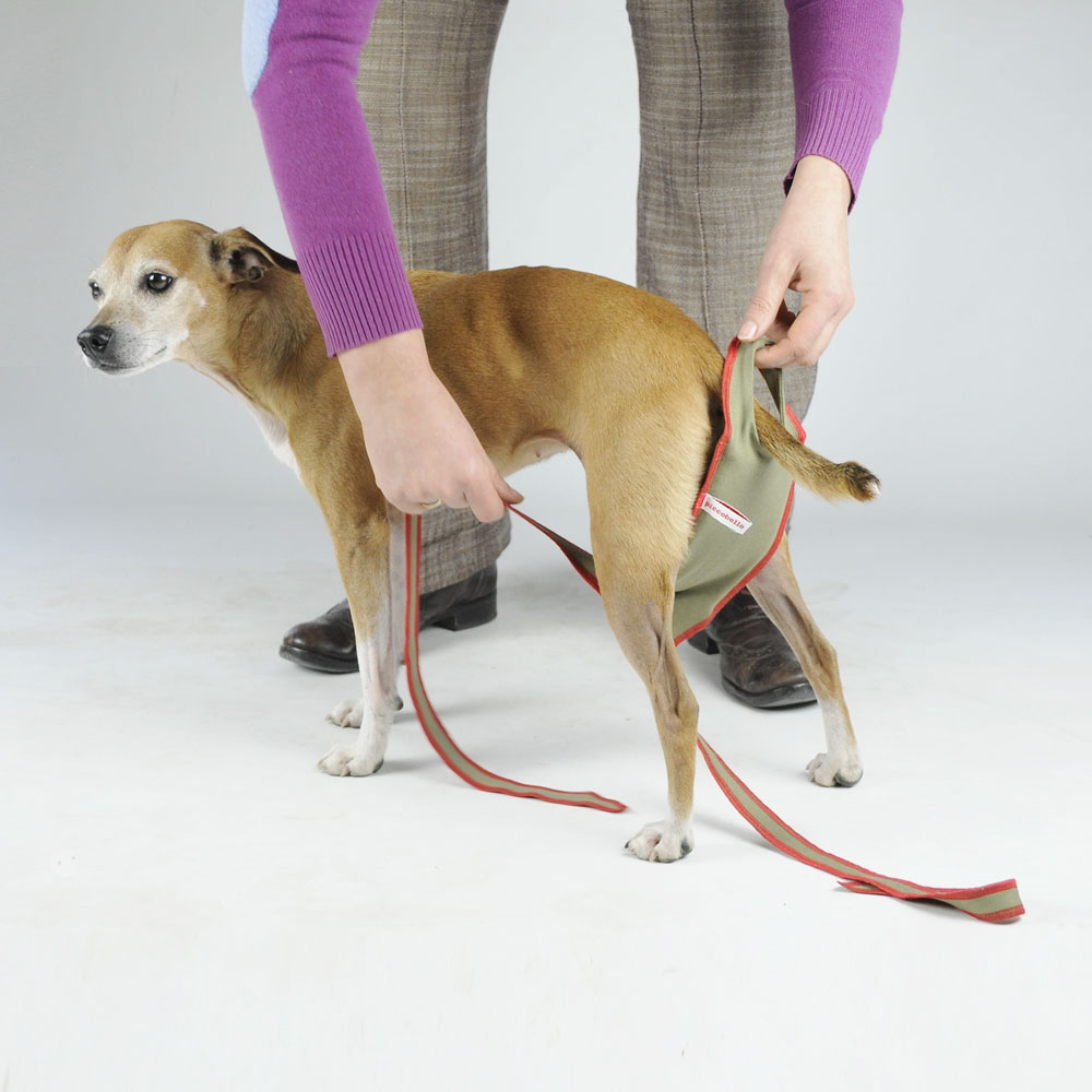 piccobello Hundewindeln Hundewindeln kleine Hündinnen 3er Set inkontinenz hund Windeln